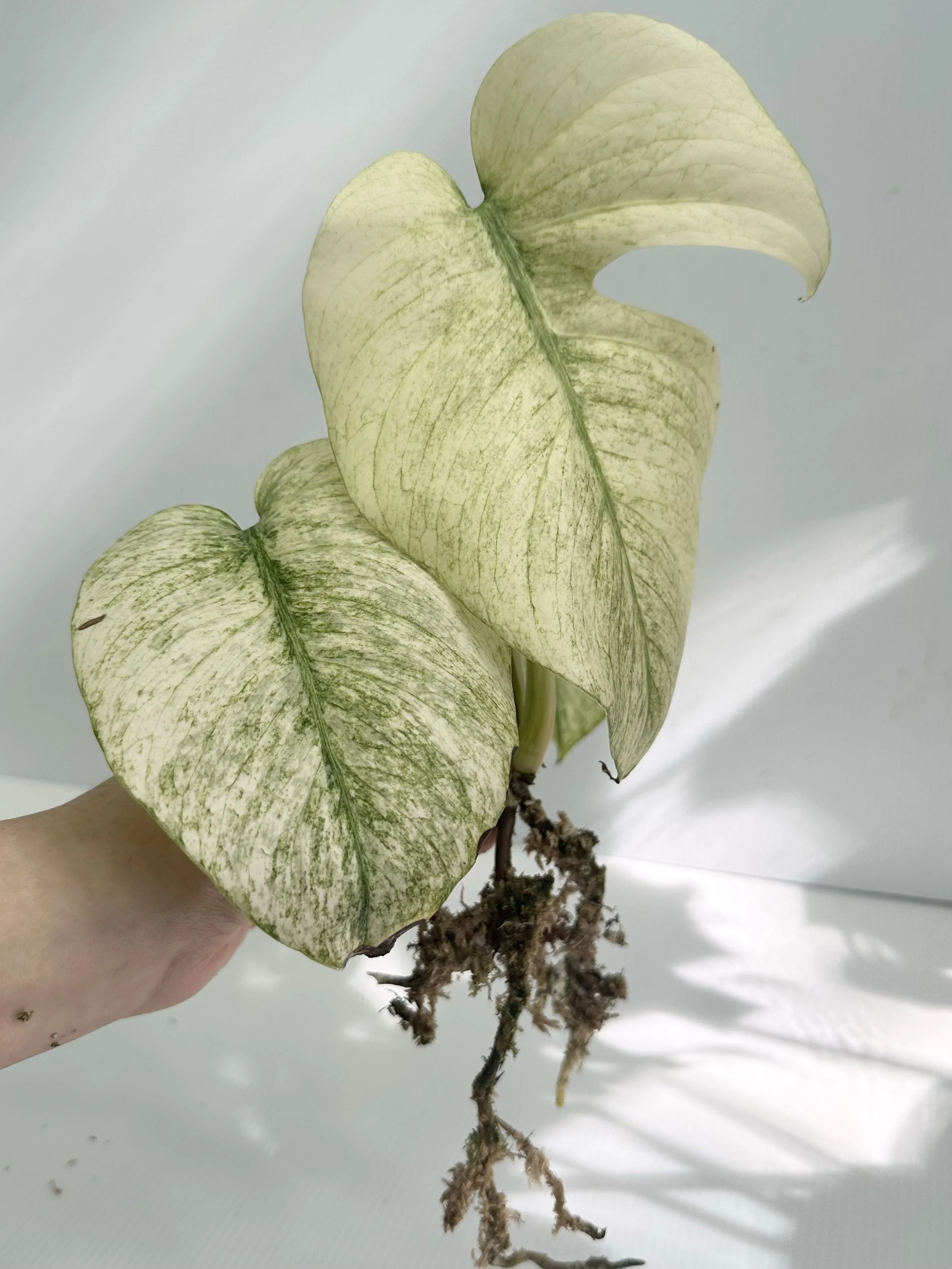 Barry's Jungle Mint Monstera