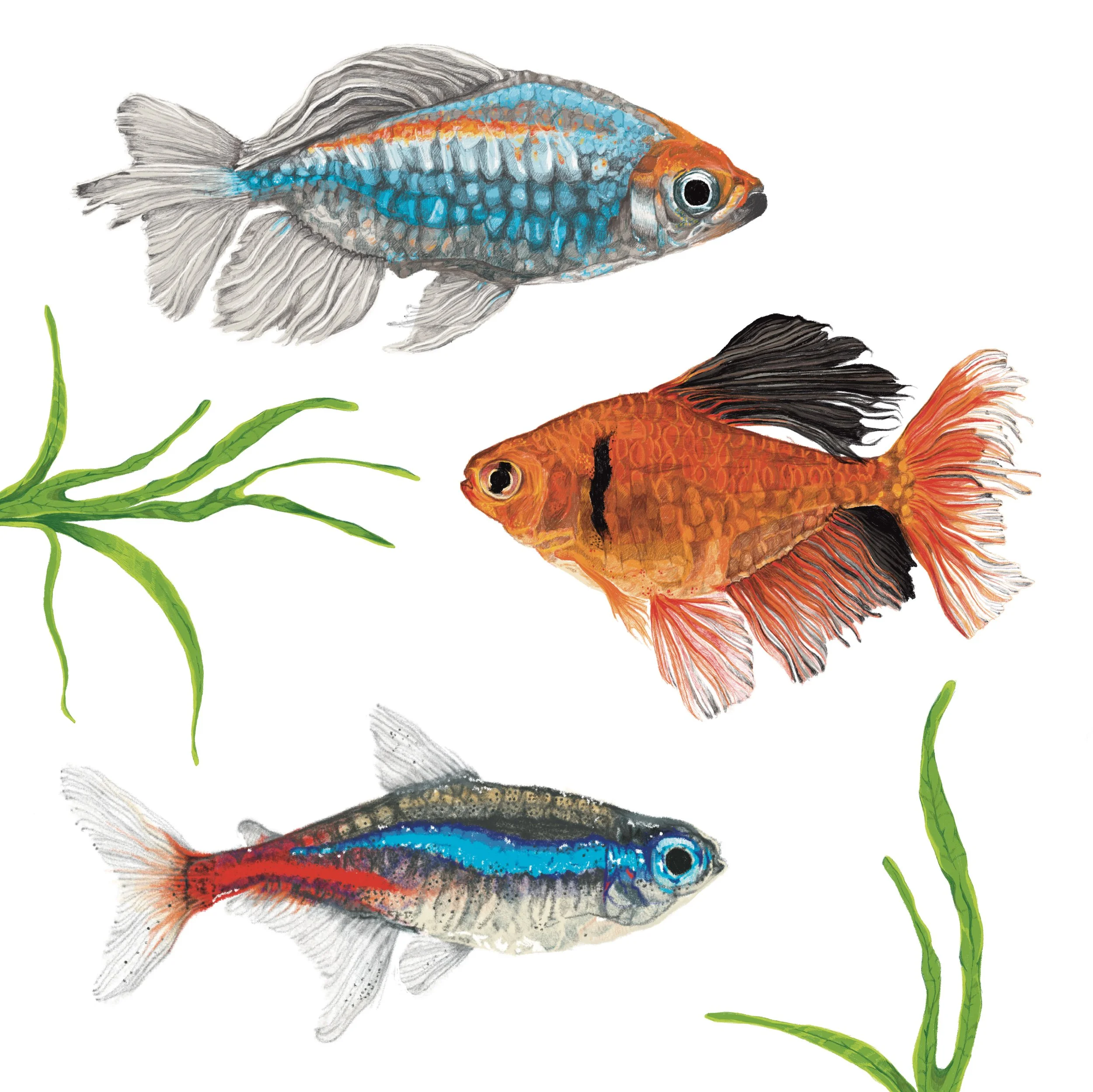 Tetras
