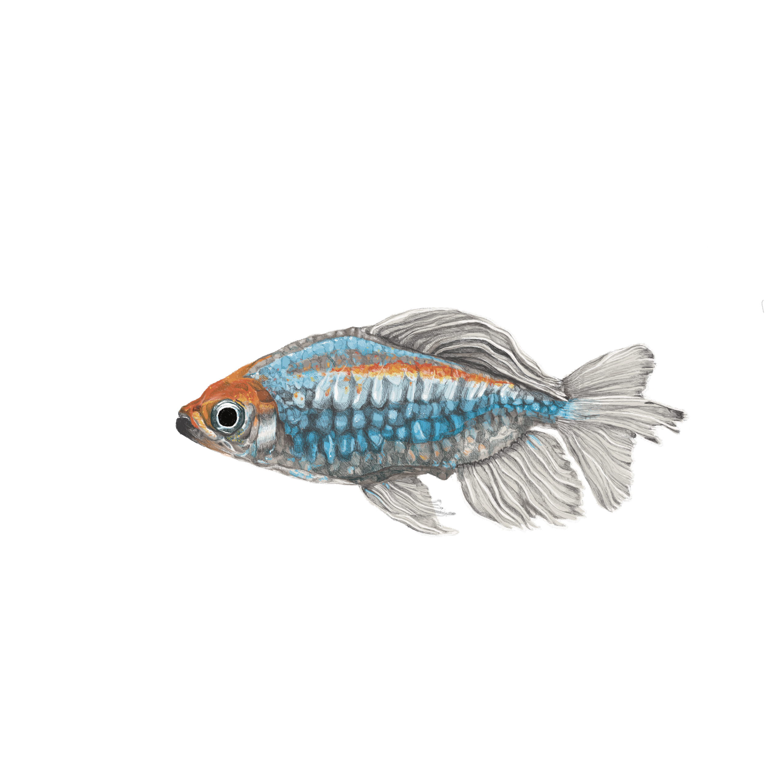 Congo_Tetra 2.png