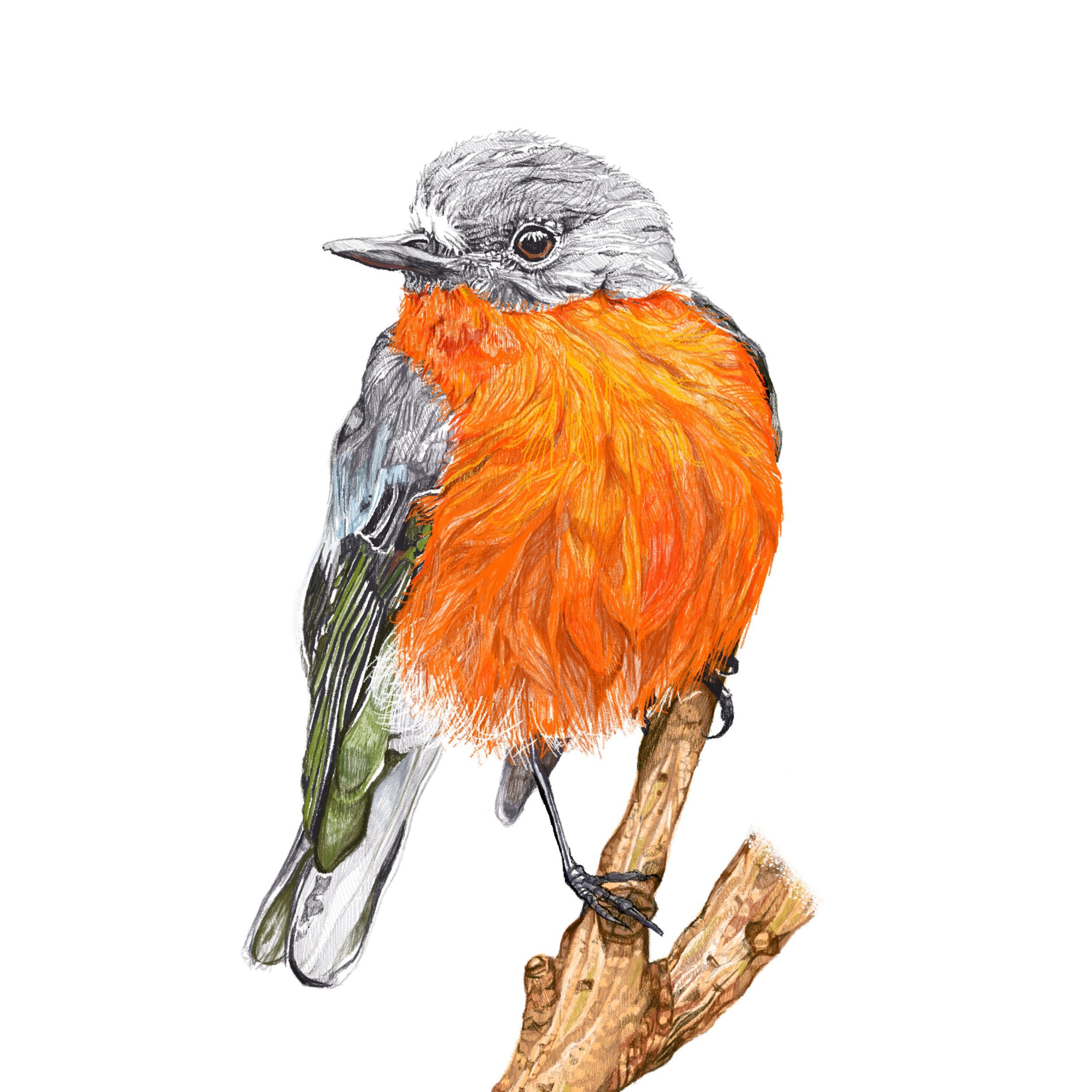Birds
