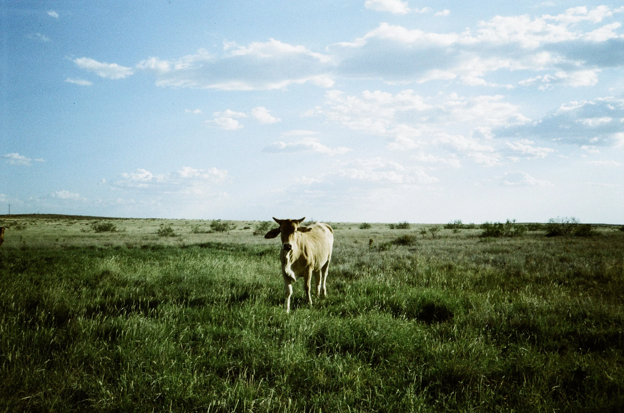 Lone Steer.jpg