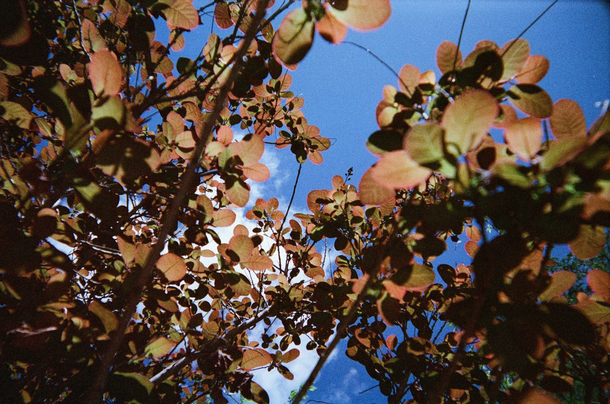 Leaves on Film.JPG