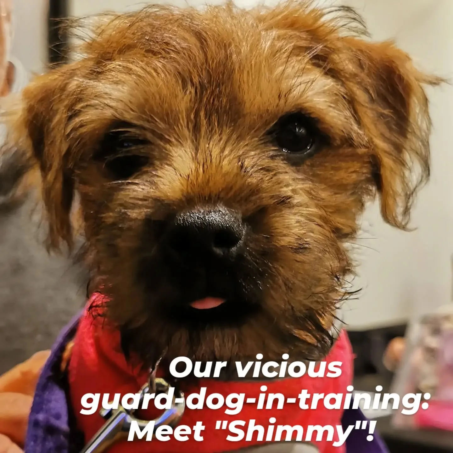 Shimmy is the latest pup being trained as an assistance dog by one of our members. Once fully trained they are sent off to their new owners to help them live a fulfilling life!
