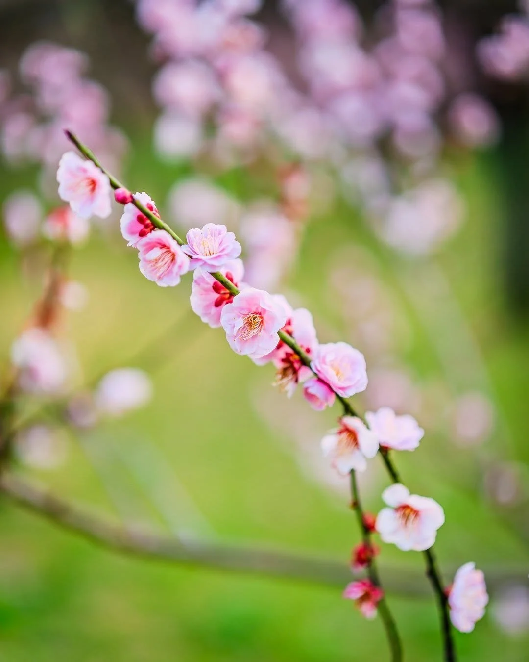 It's starting 🌸☀