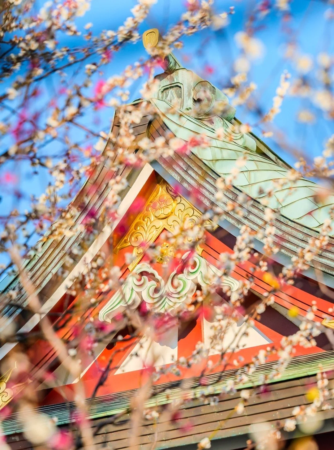 Plum Blossoms, Tokyo