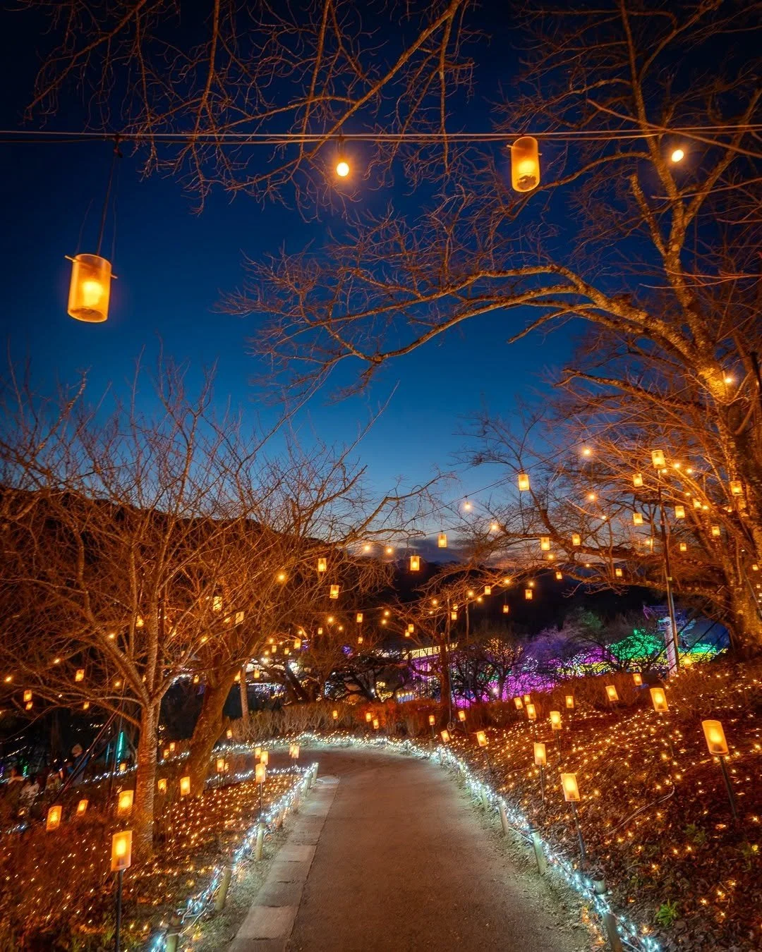 Sagamiko Illuminations