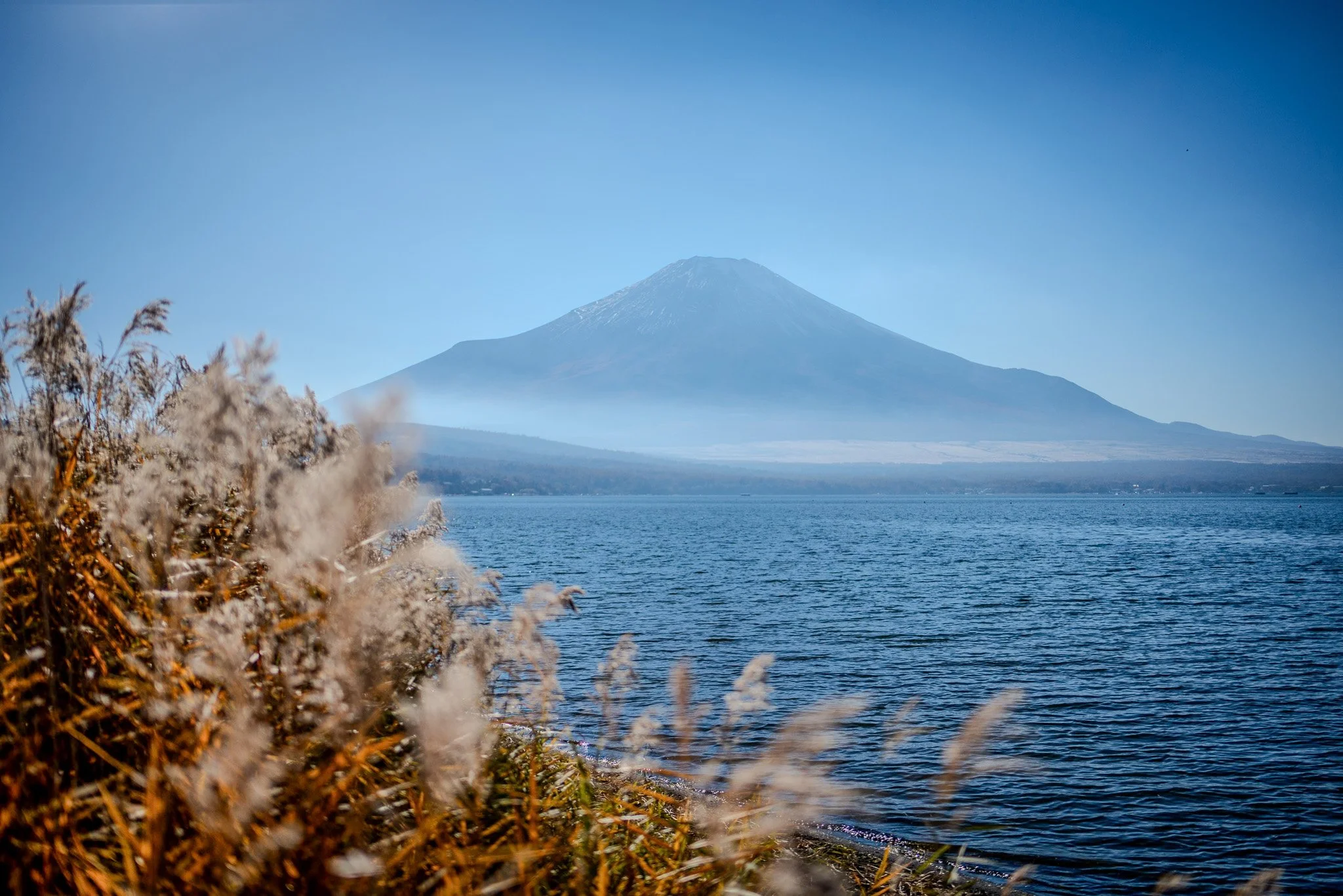 A lake with tall dry grasses in the foreground, with snow-capped Mount Fuji in the background under a clear blue sky.