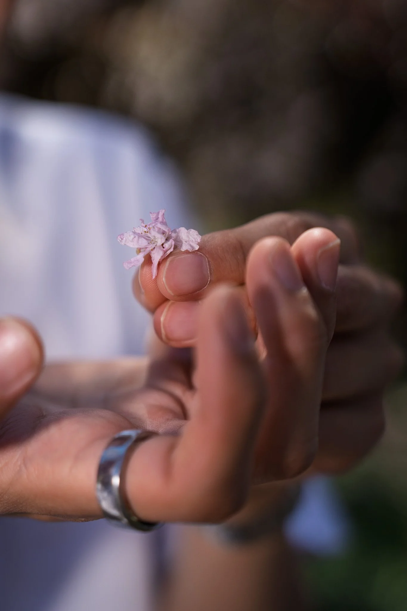 A person holding a delicate pink flower between their index finger and thumb, with a blurred background.