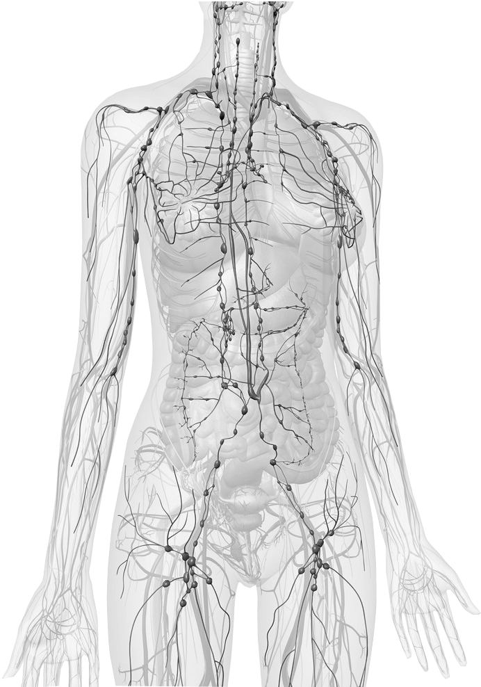 An illustration of the human body's lymphatic system over a semi-transparent view of internal organs.