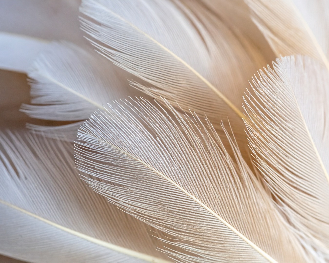 Close-up of feather details showing fine barbs and soft textures in light beige and white tones.