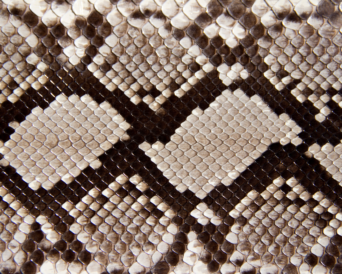 Close-up of a snake's scale pattern in shades of brown, black, and cream forming a geometric design.