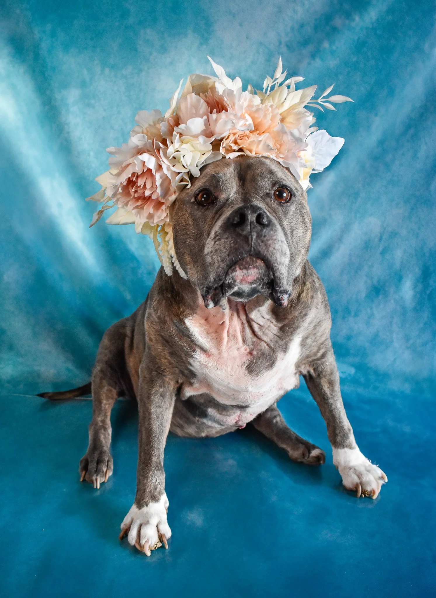 A dog wearing a large floral headband with pink, white, and cream-colored flowers, sitting against a blue backdrop.