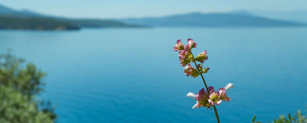 An image of a flower with a beautiful sea landscape behind. Calm, peaceful to represent mental health and wellbeing.
