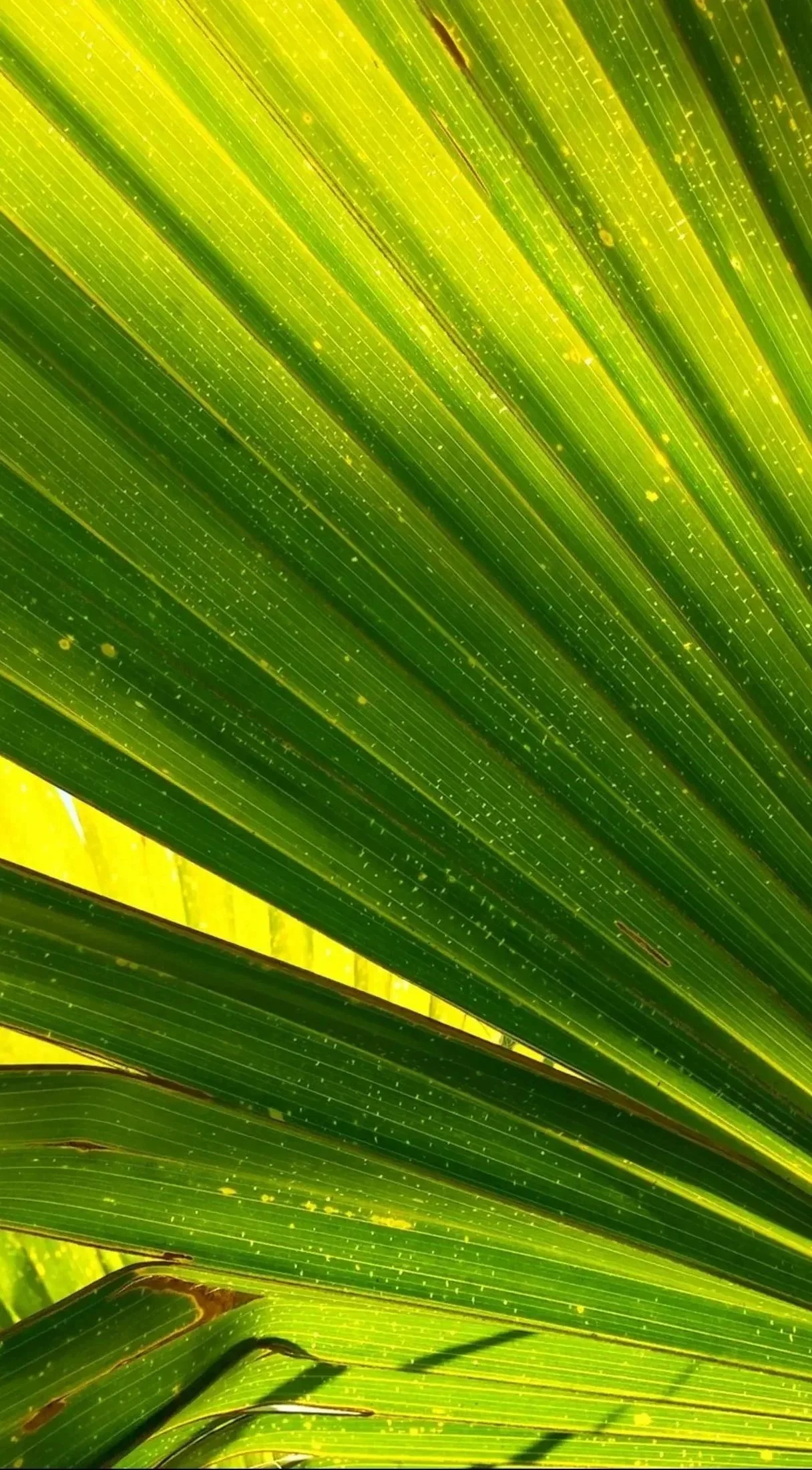 Close-up of green palm leaves with yellow highlights and tiny water droplets.