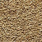 Top Flite - NZ Canary Seed