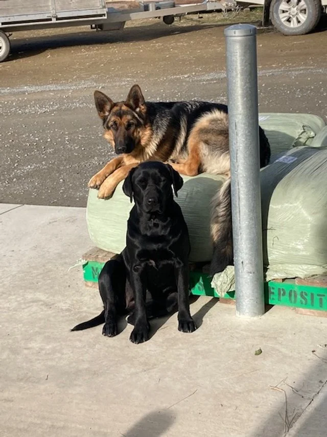 A German Shepherd and a black Labrador puppy sitting and lying on concrete near a green wrapped item, a metal pole, and a parked car in the background.