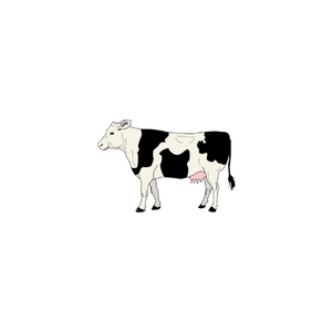 A dairy cow - black and white friesien