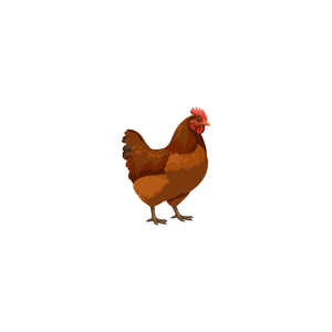 A brown chicken with a red comb and wattles.