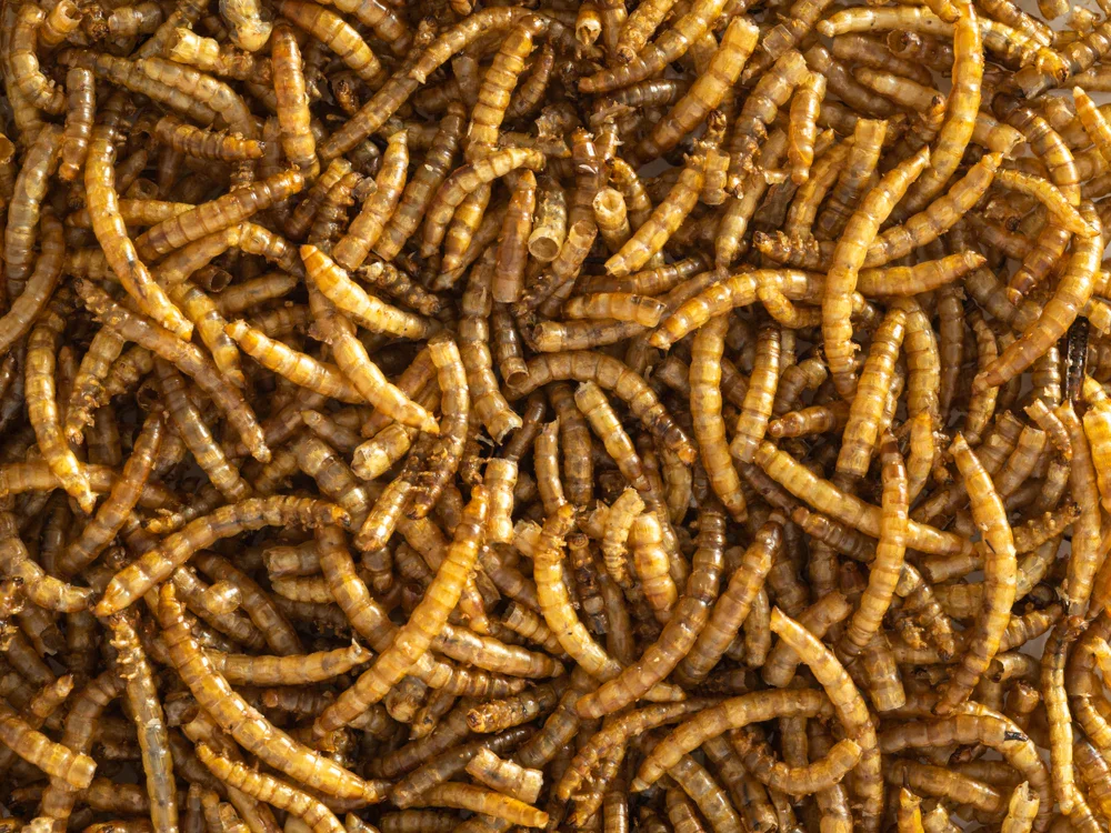 Topflite_WB_Mealworms_Macro_LR_2000x2000.webp