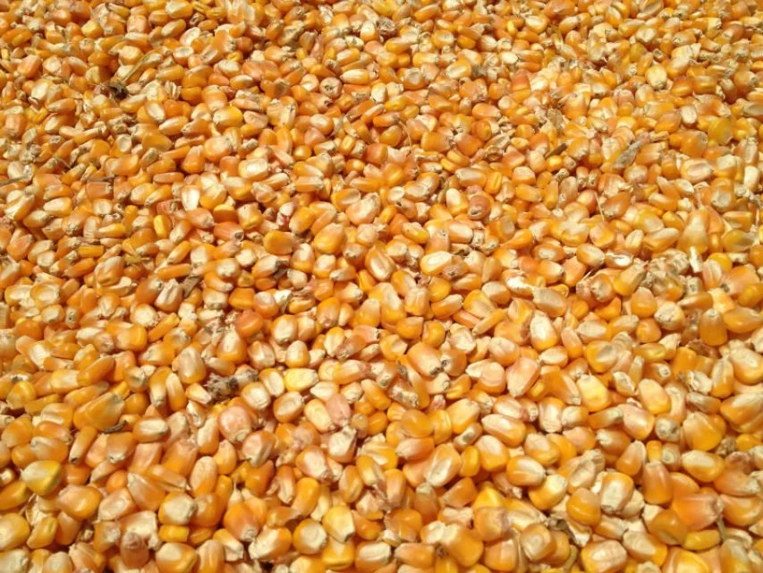 Whole Maize image.jpeg