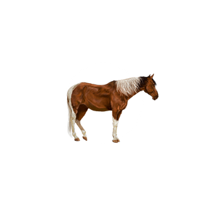 A brown and white horse.