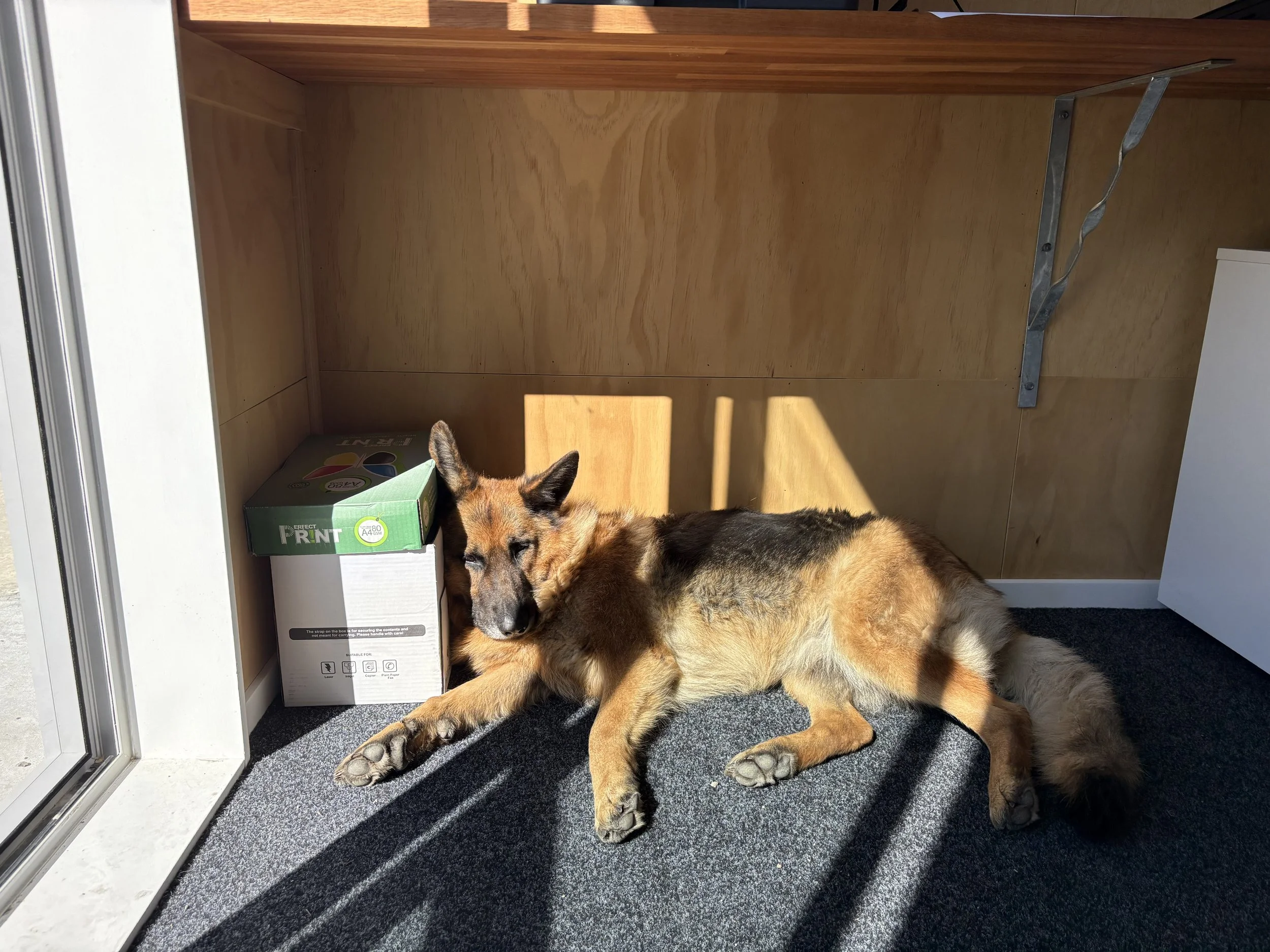 Pippi the German Shepherd is hard at work