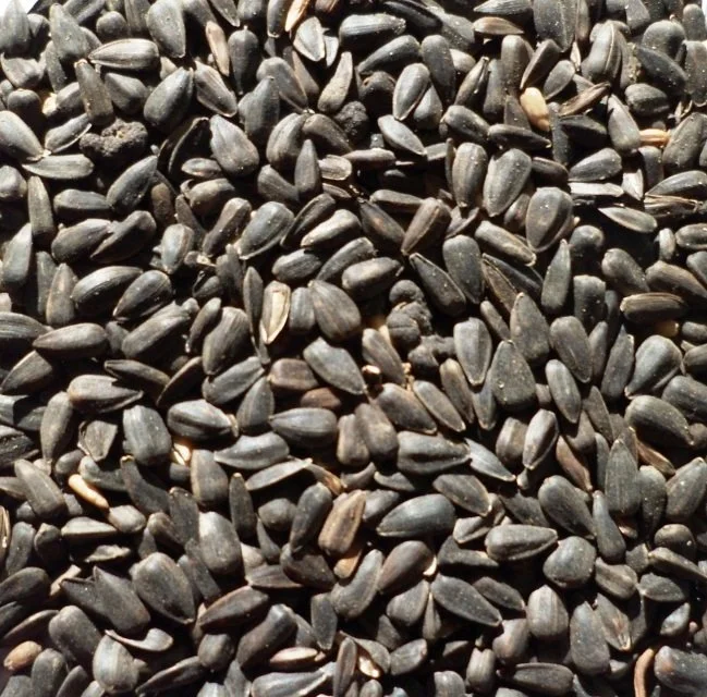 Top Flite - Black Sunflower Seed