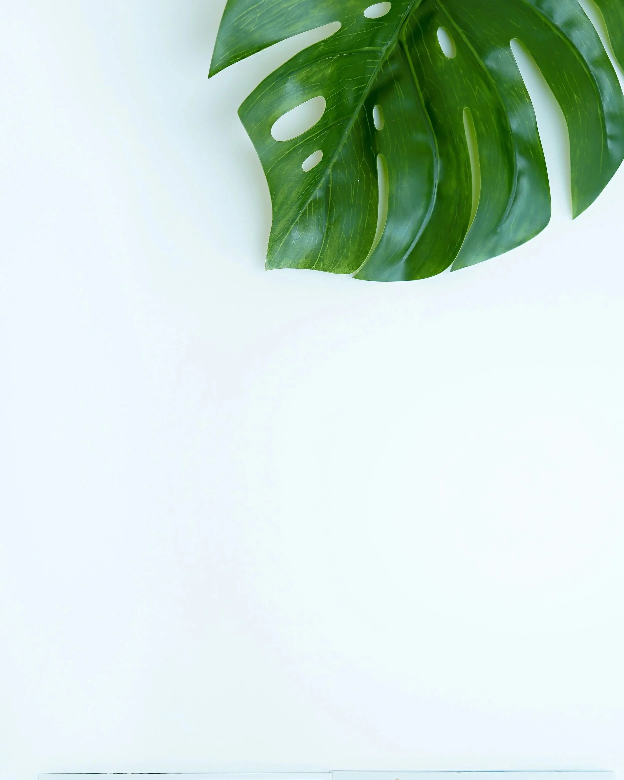 Close-up of green monstera leaf against a plain white background.