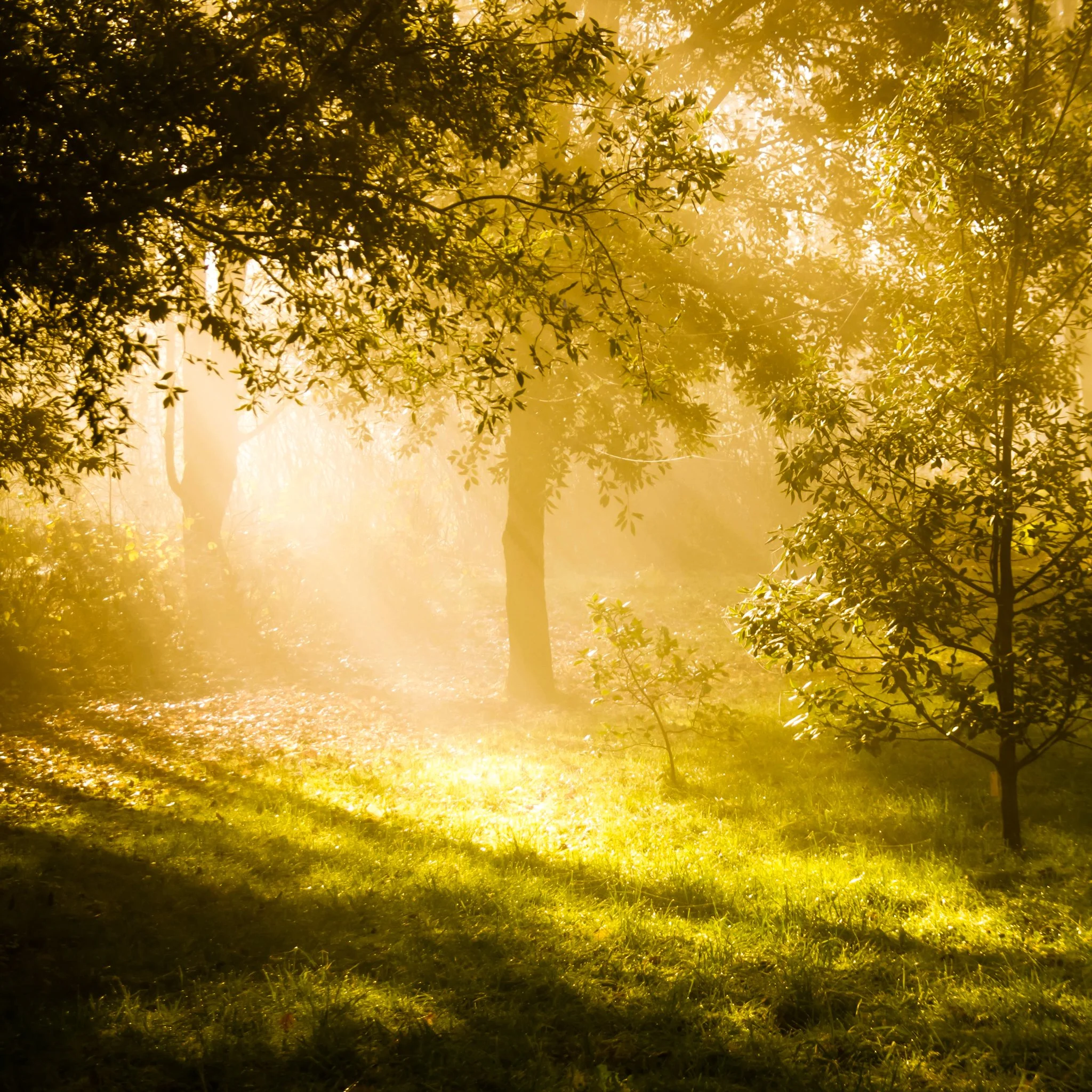 Ray of sunshine in the forest