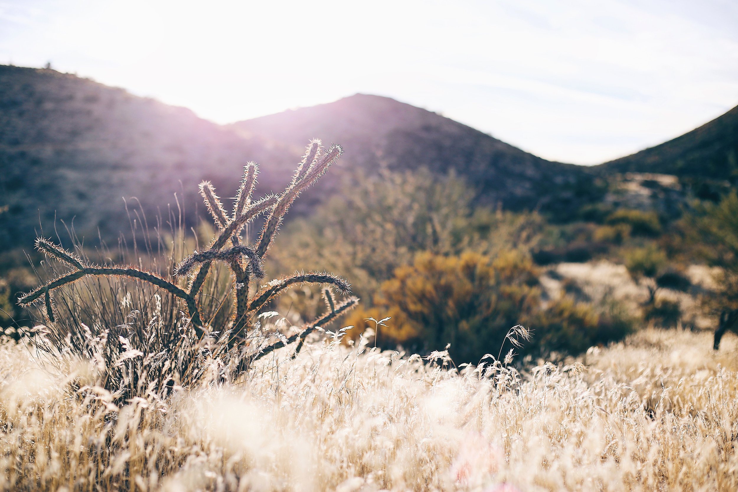 Desert landscape with dry grasses and a cholla cactus, mountains in the background, and sunlight shining from the left.
