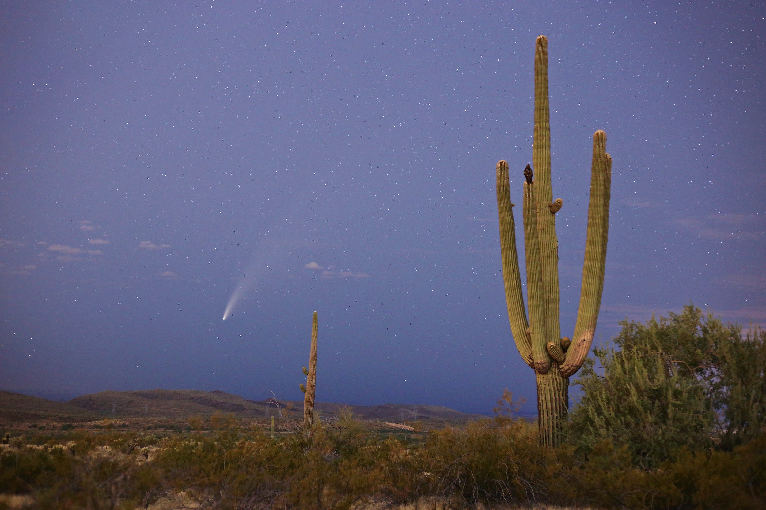 Nighttime desert landscape with two tall saguaro cacti and one smaller cactus, starry sky, and a faint comet visible in the sky.