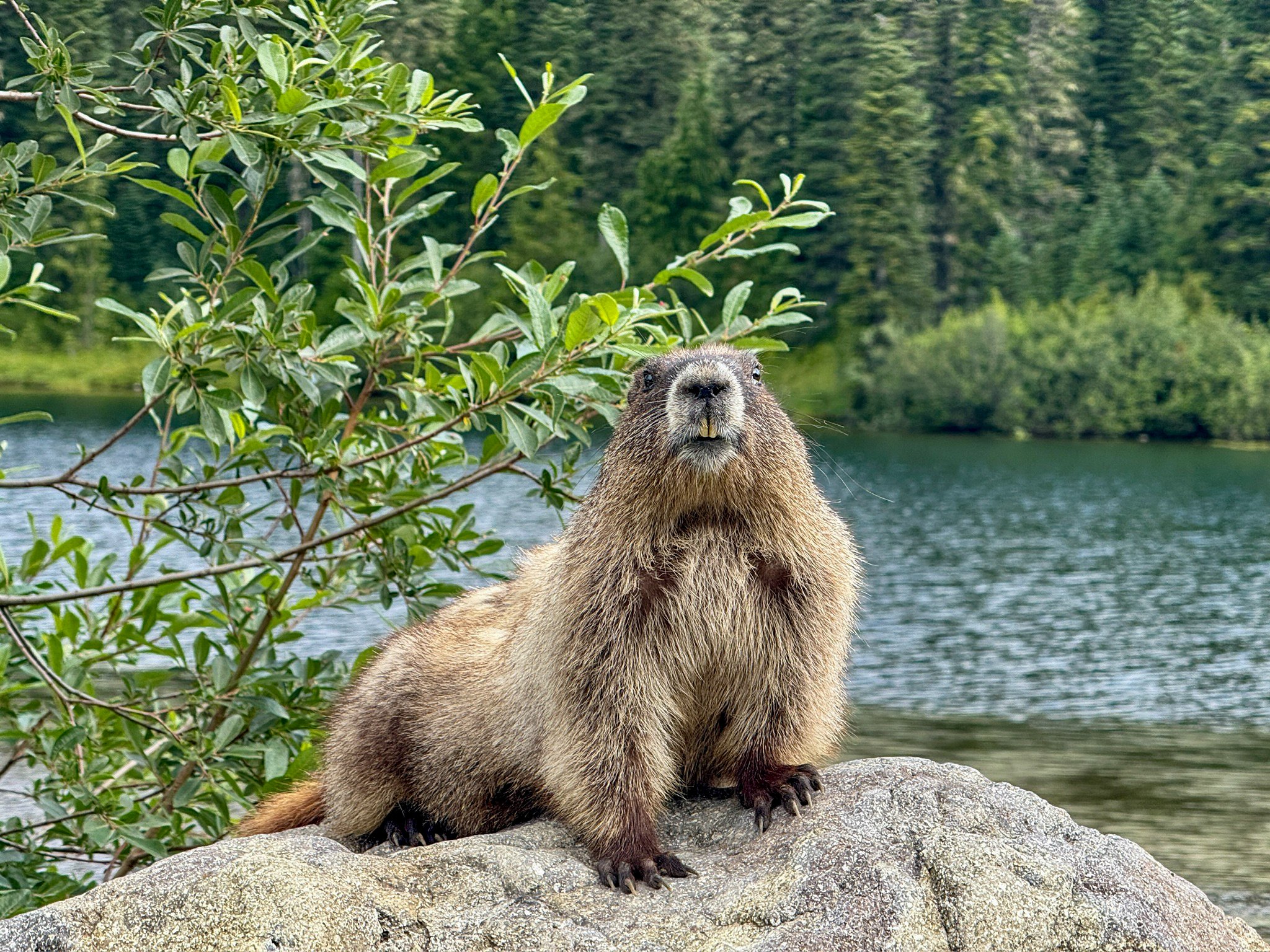 A beaver sitting on a rock by a lake surrounded by greenery and trees.