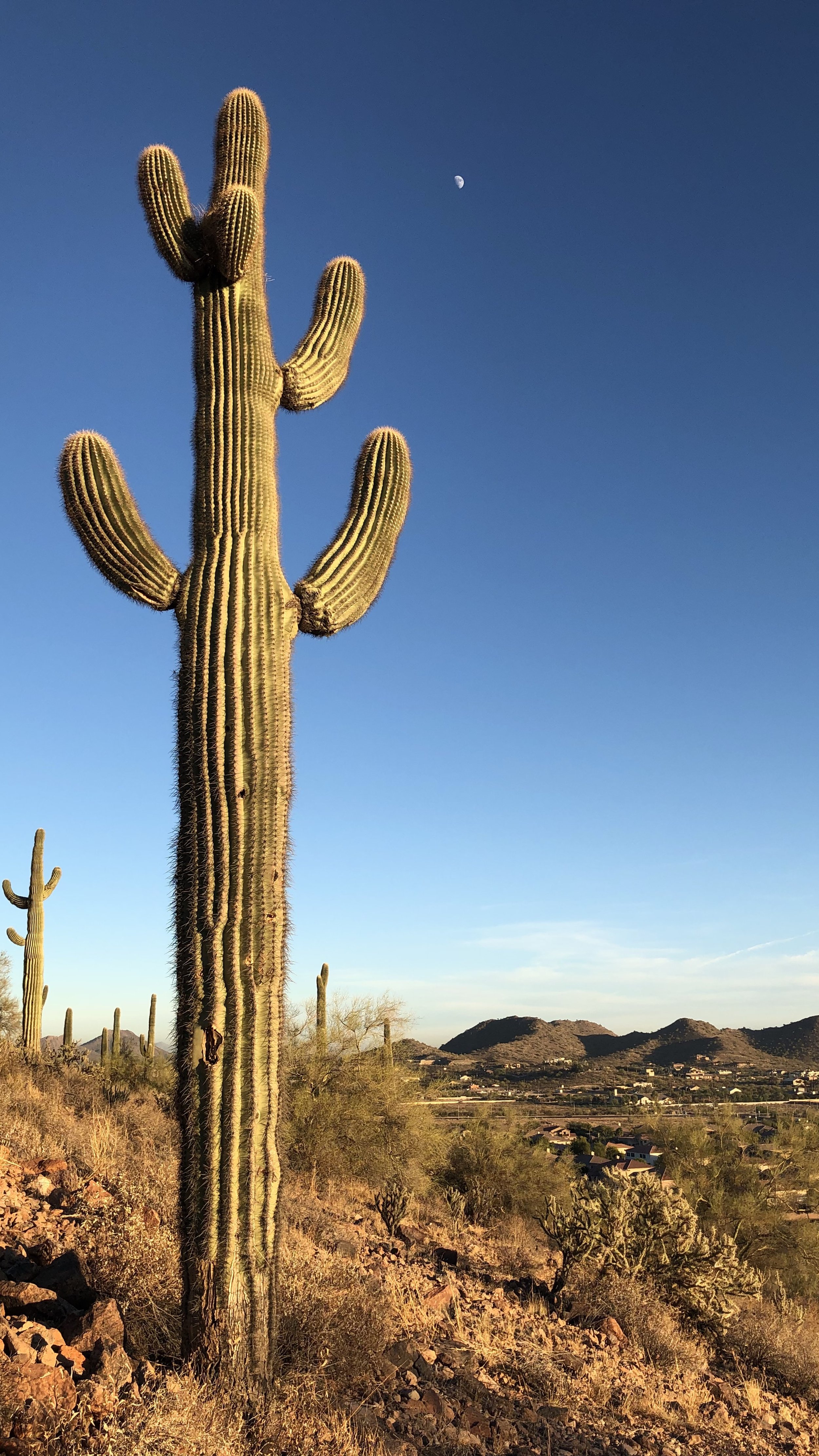 A tall saguaro cactus in a desert landscape with small bushes and rocks, mountains in the background, and a blue sky with the moon visible.