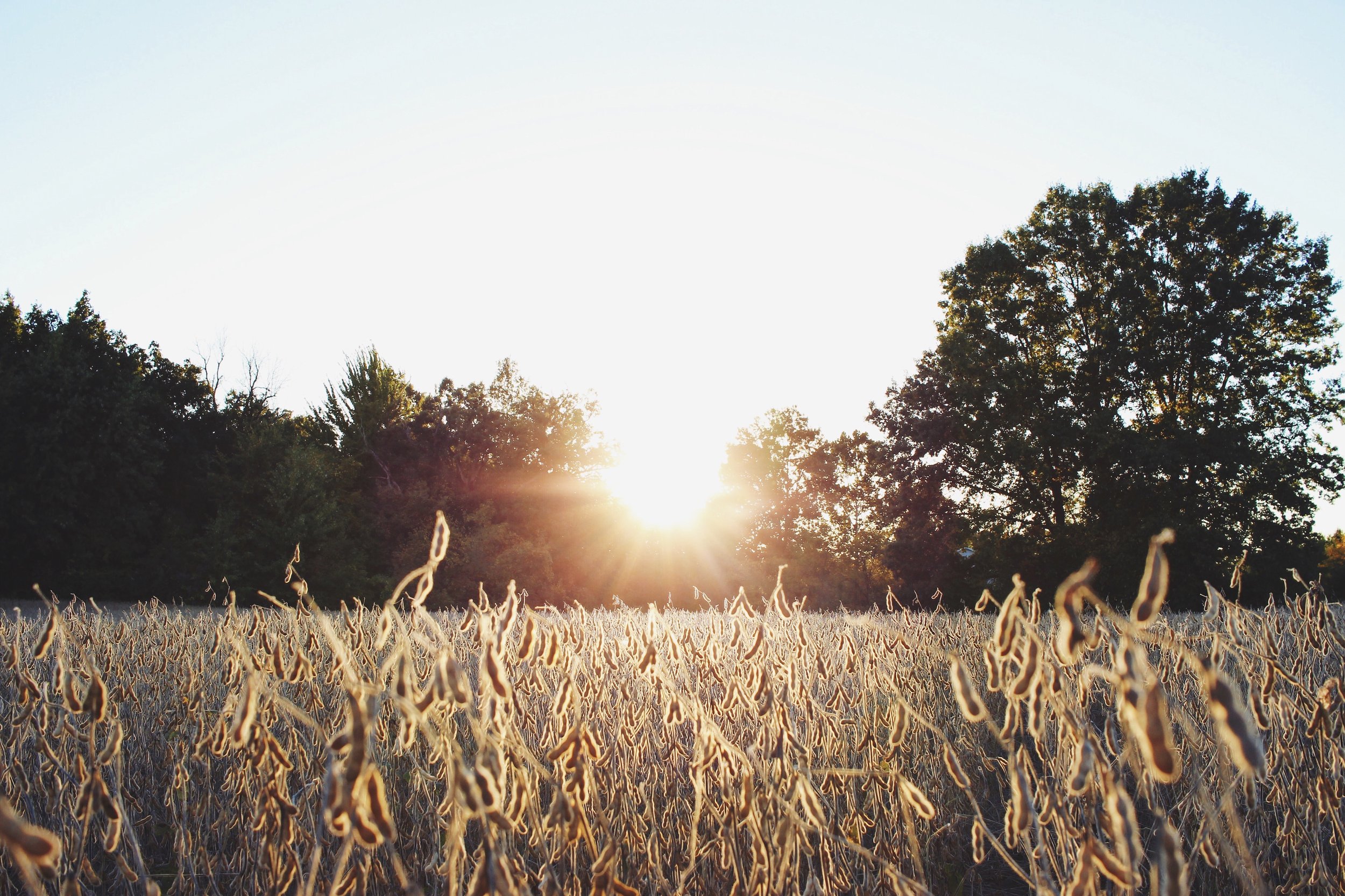 Sunset over a field of soybeans, with trees in the background.