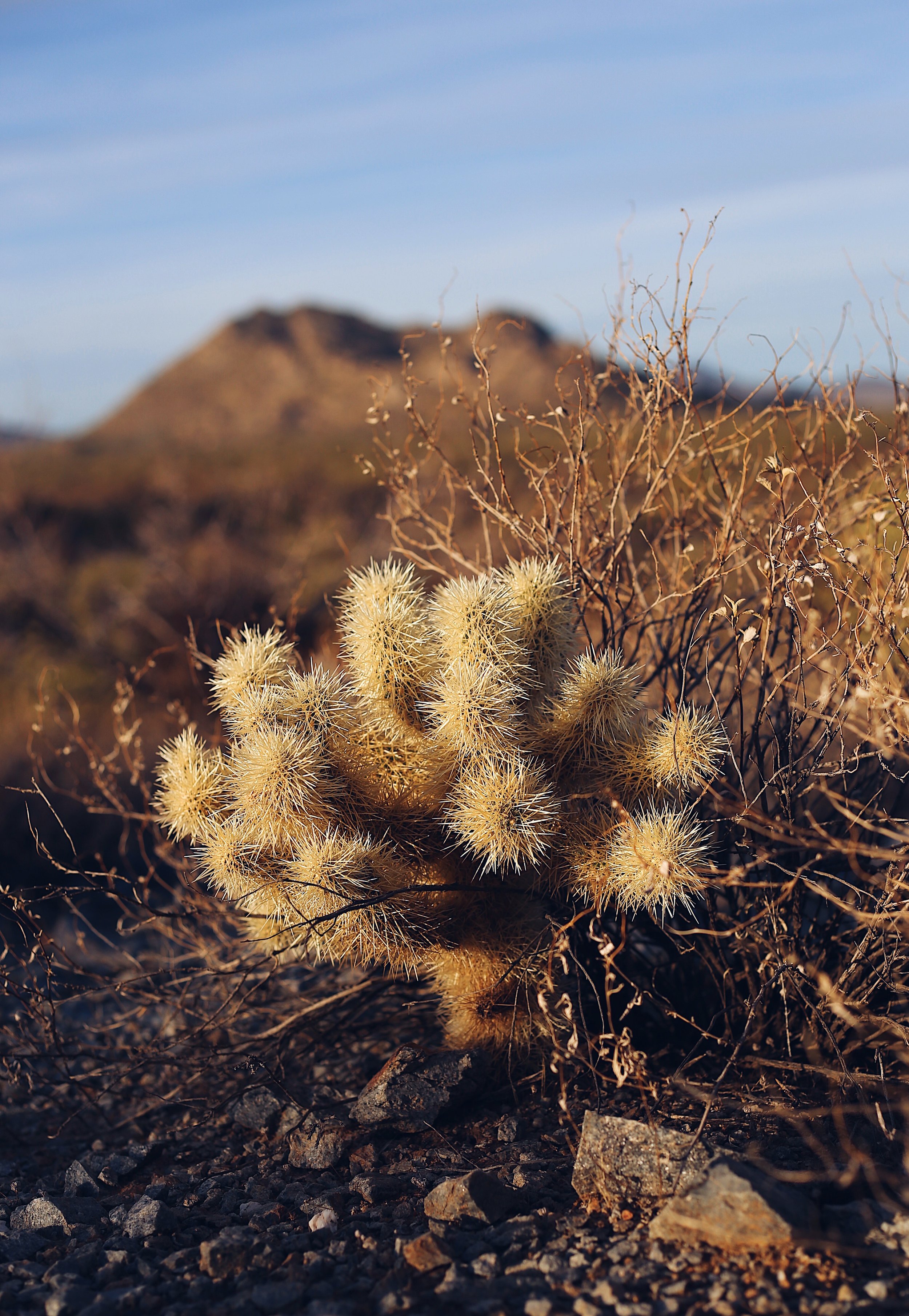 Close-up of a saguaro cactus in the desert with a mountain in the background and dry shrubs around it.