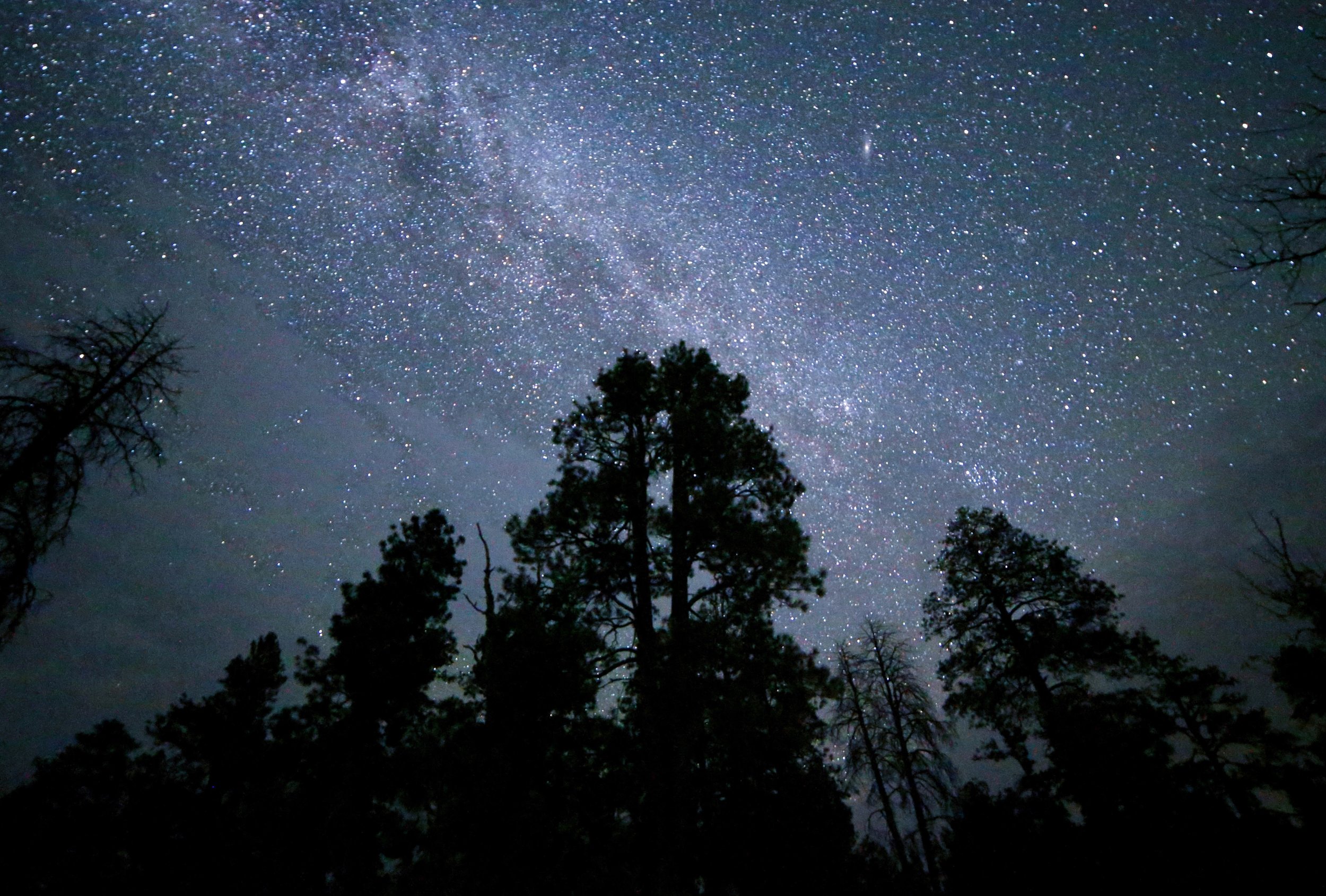 Night sky filled with stars, many trees in the foreground silhouetted against the starry sky.