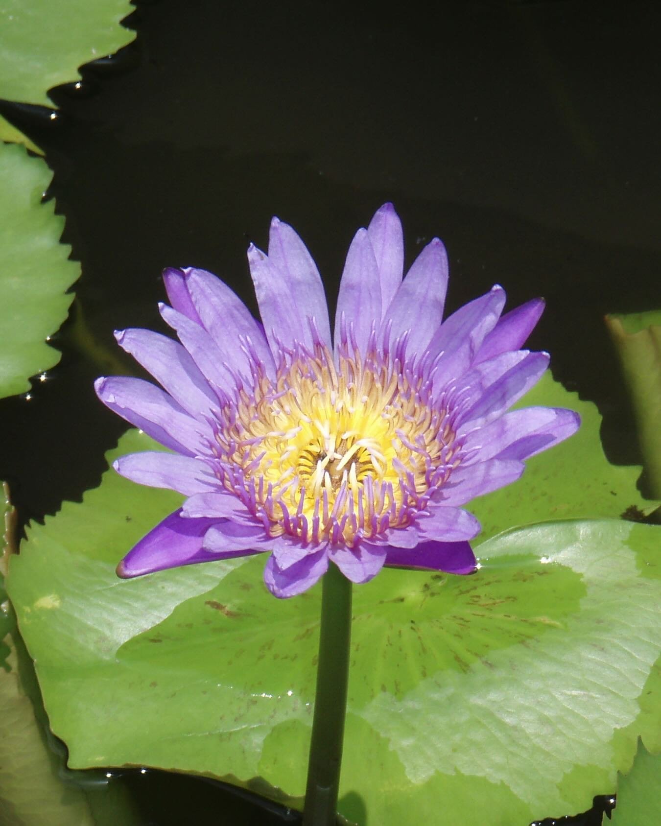 Water lillies are a beautiful reminder of growth and resilience. 🪷

It begins its life rooted in the mud, yet it rises above the murky waters to bloom into something radiant and pure. Like the lotus, we too can grow through life&rsquo;s challenges, 