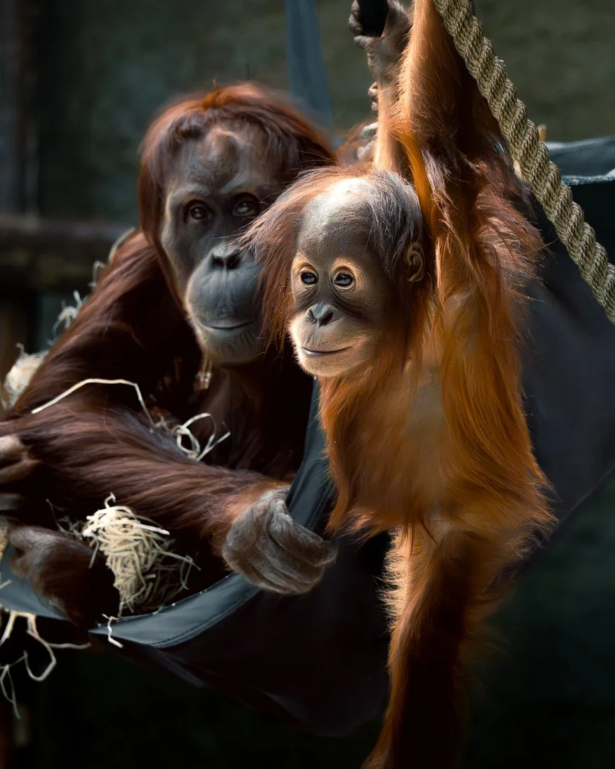 Two orangutan babies sitting on a black hammock, one slightly behind the other, with a thick, twisted rope on the right side and a blurred natural background.
