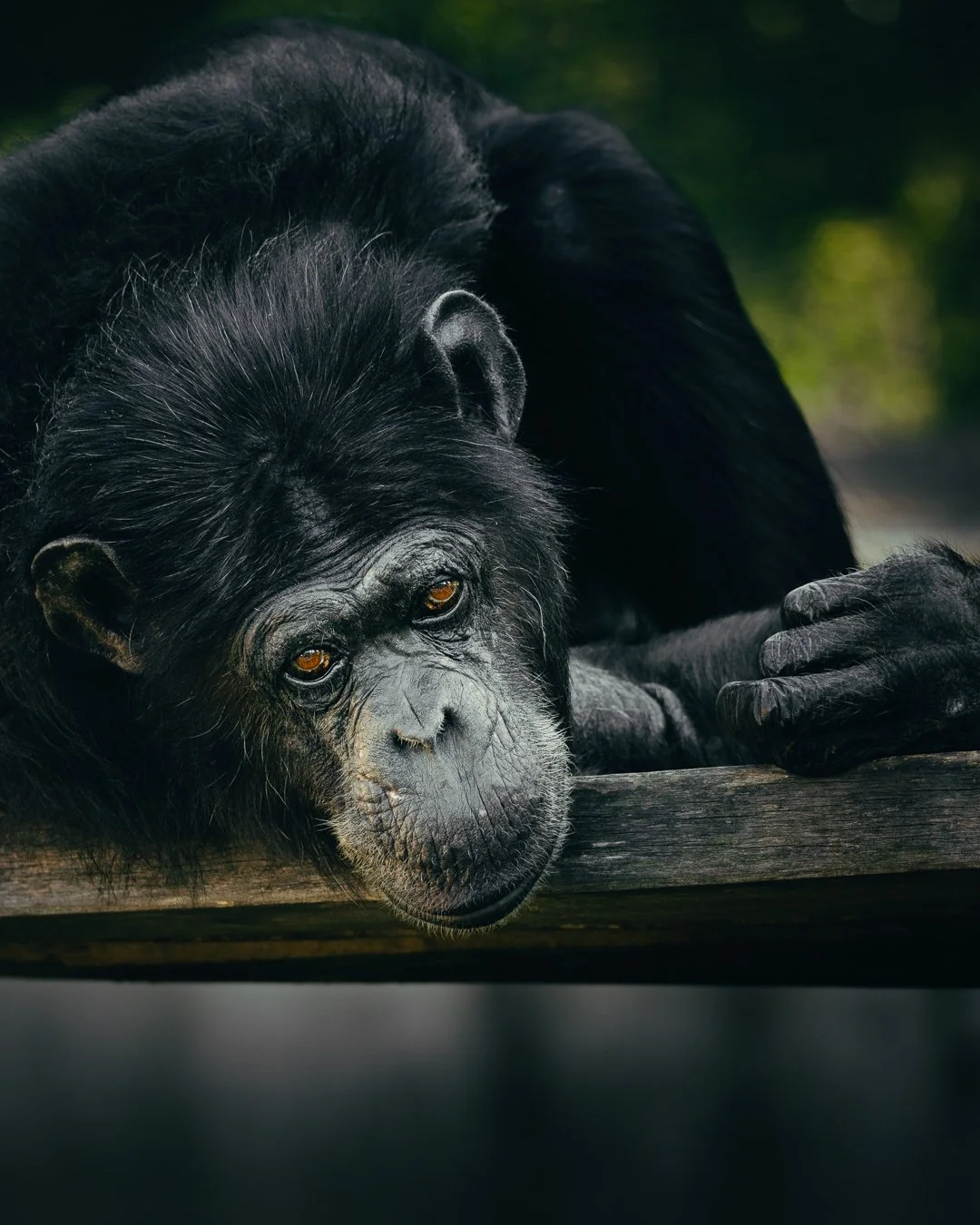 A close-up of a black chimpanzee resting its head on a wooden surface, with a contemplative expression and amber eyes, against a blurred green background.