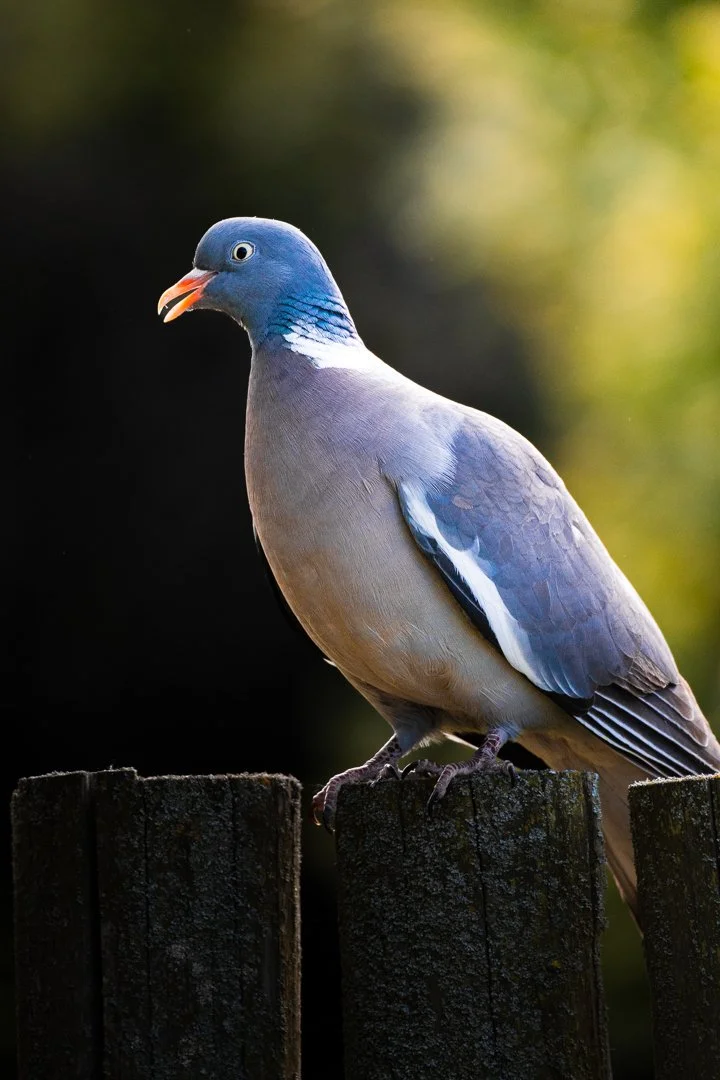 A colorful bird, likely a pigeon, perched on a weathered wooden post with a blurred natural background.
