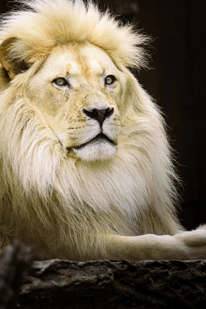 A majestic white lion with a full mane, resting on a dark surface.