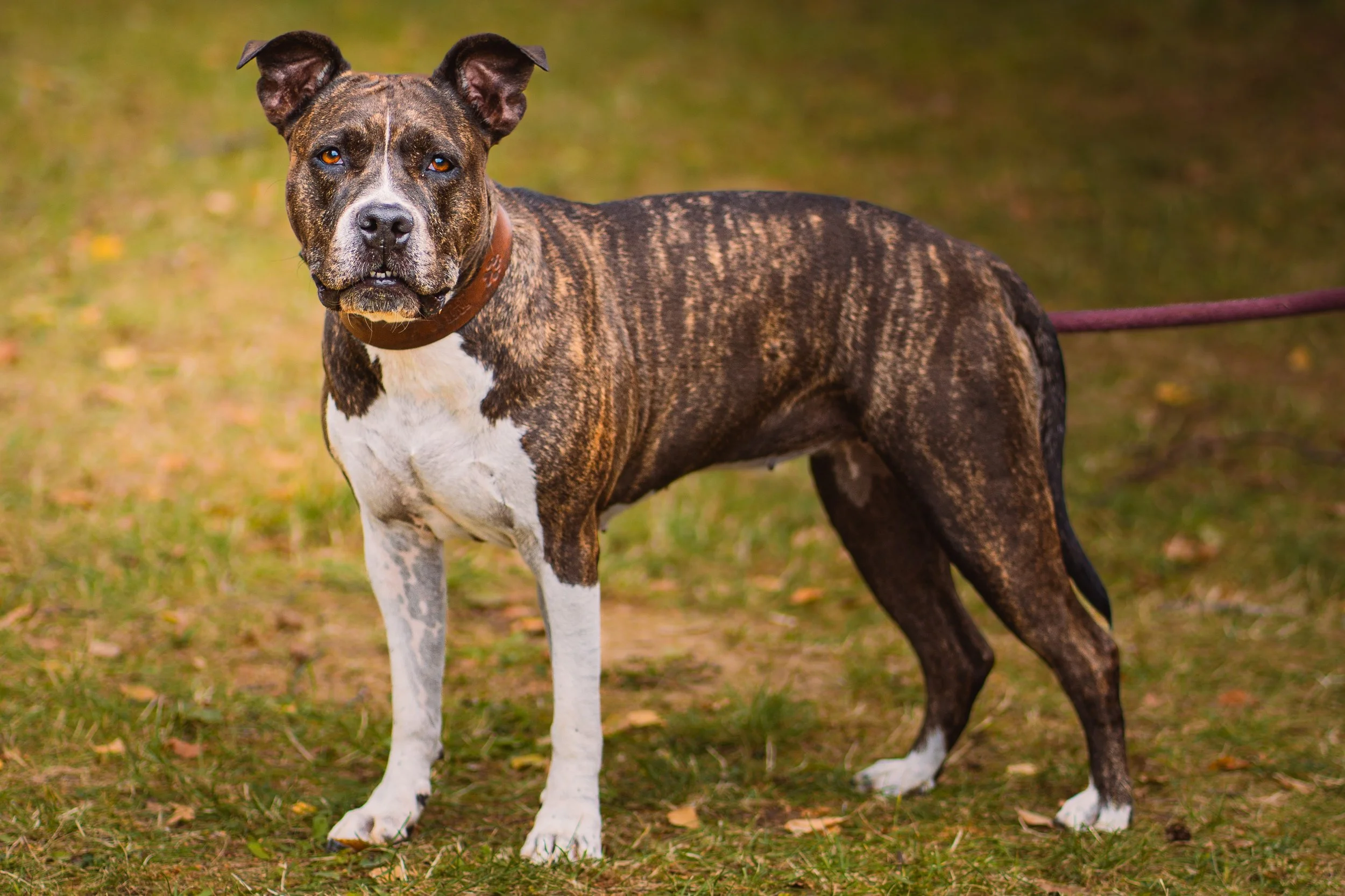 A muscular brindle and white American Staffordshire Terrier standing on grass with a brown collar and leash, looking at the camera.