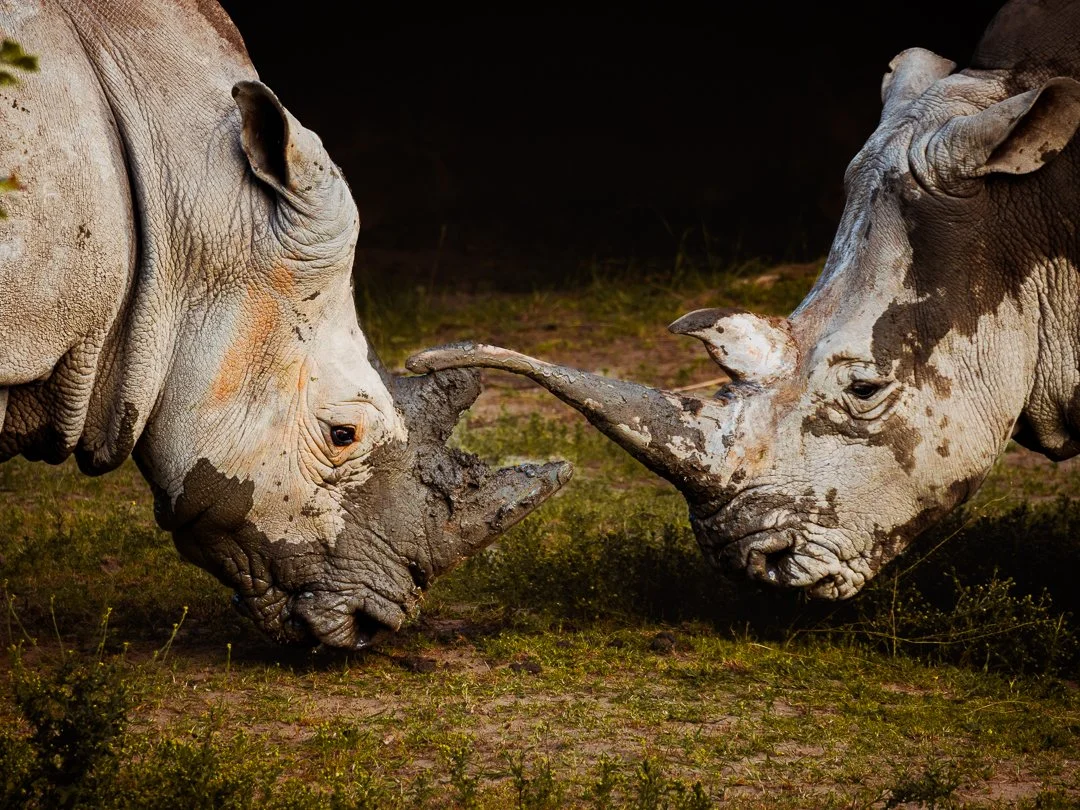Two rhinoceroses touching their horns together on grassland.