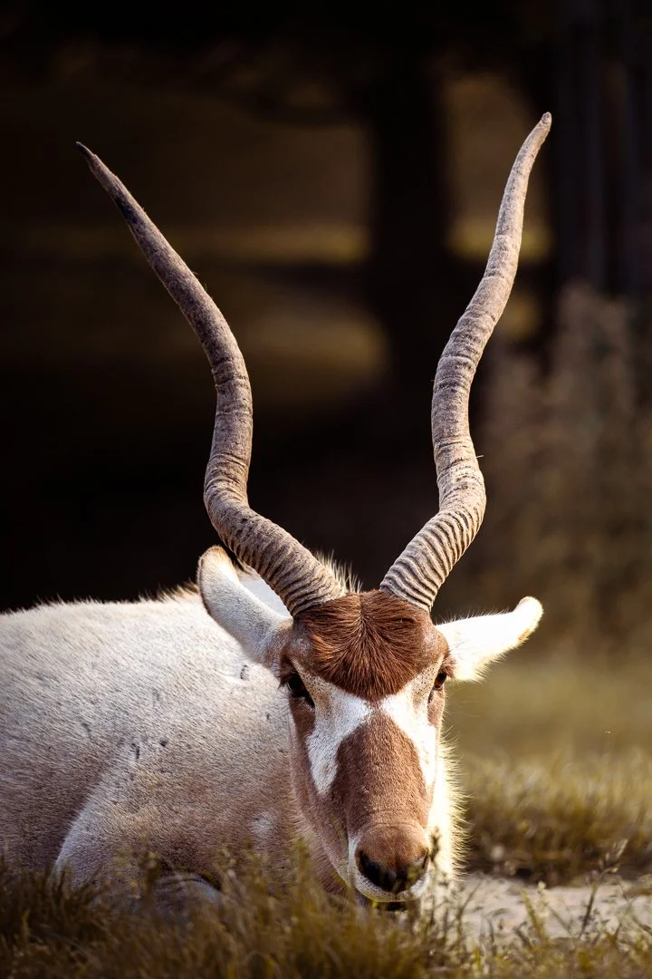 A close-up of a land animal with large, twisted horns and beige fur, lying on the grass, in a natural outdoor setting.
