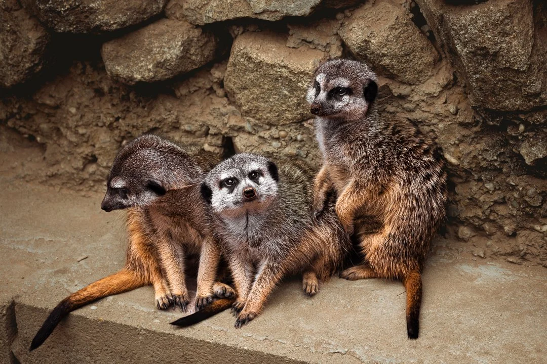 Three meerkats sitting on a ledge with rocky background.