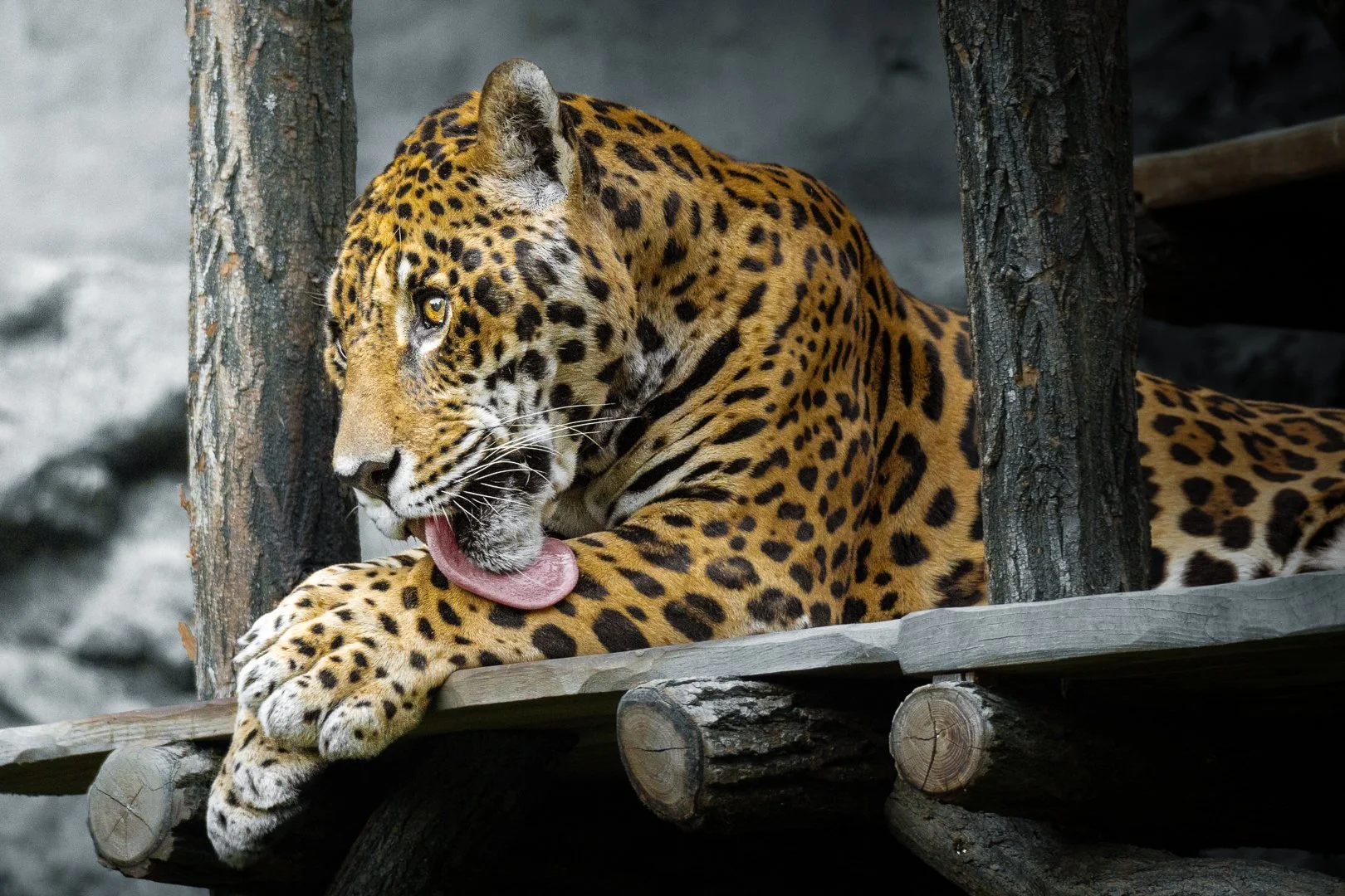 A jaguar lying on a wooden platform, grooming itself by licking its paw, with a background of trees and rocks.