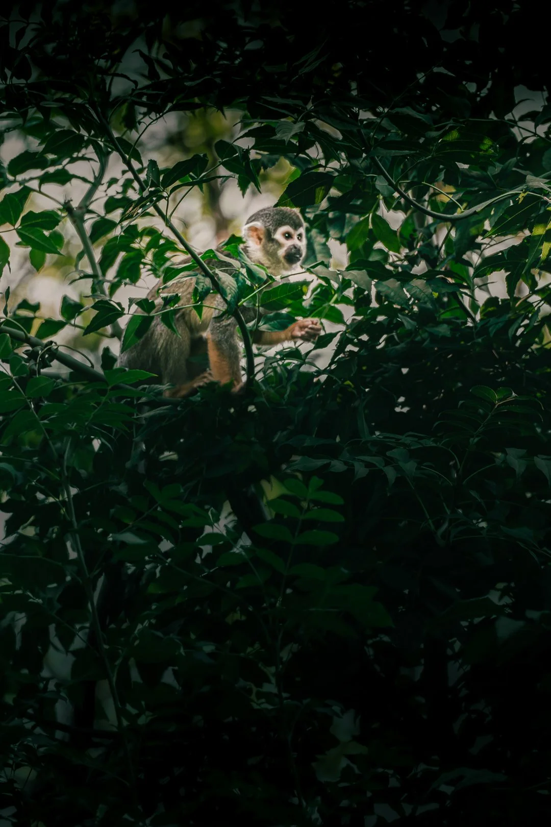 A monkey with a light-colored face and dark fur on its body sitting among dense green leaves in a forest canopy.