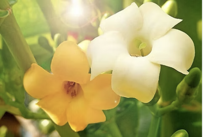 Screenshot 2026-01-17 at 1.49.00 PM.png