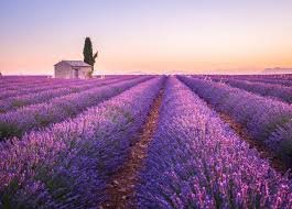 Skiområde med lavendelmarker og en lille hytte med træer i baggrunden ved solnedgang.