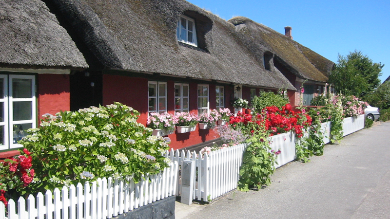 Fanø, traditionelt stråtækt hus, røde roser, hvidt stakit